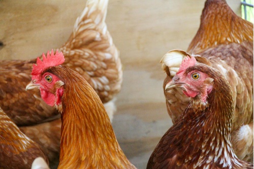 chickens