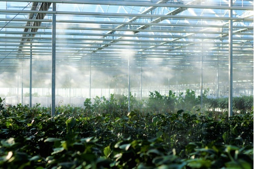 greenhouse-2